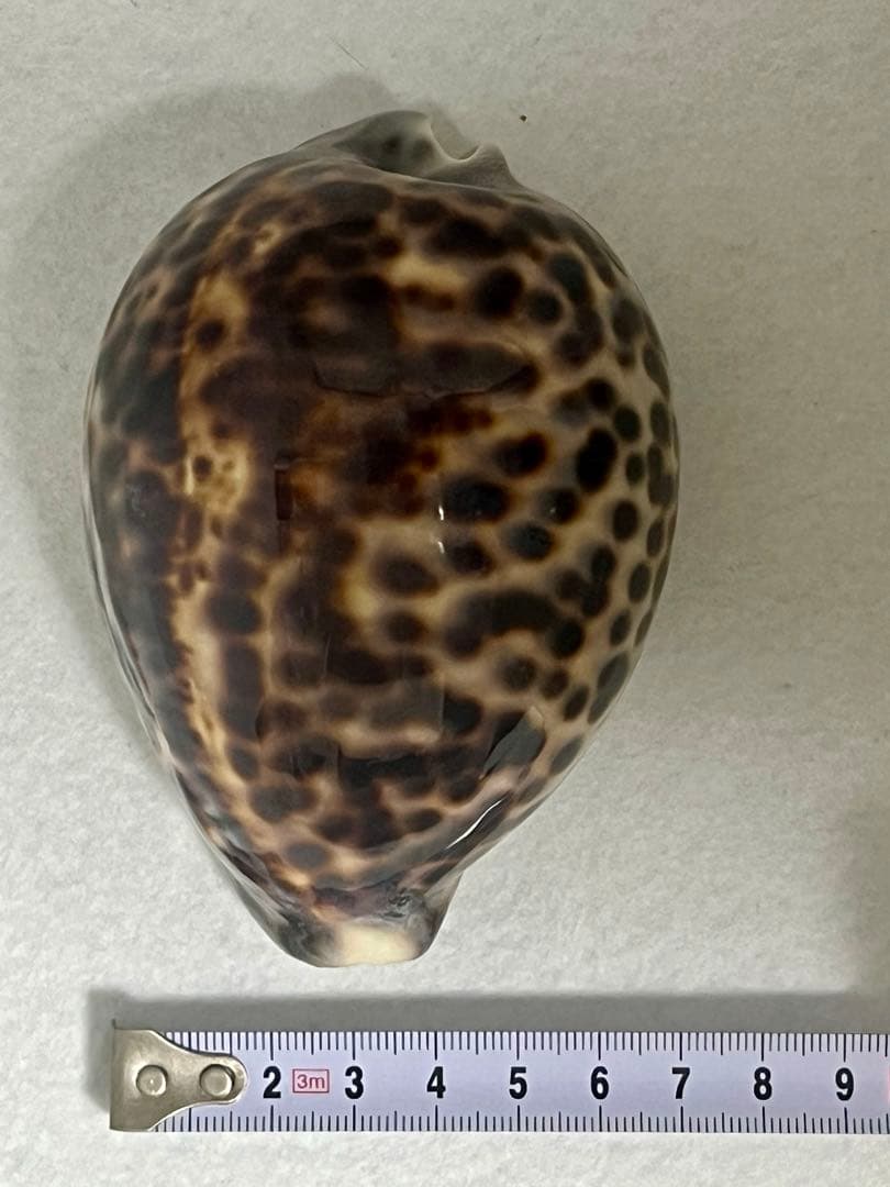 ホシタカラガイ　貝殻