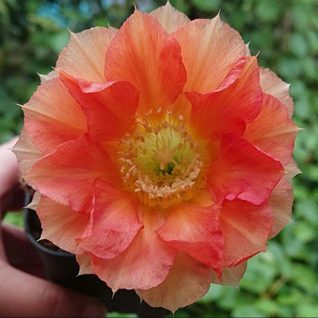 花 サボテン