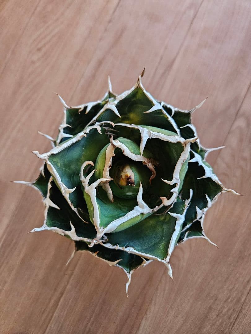 【Agave】白鯨