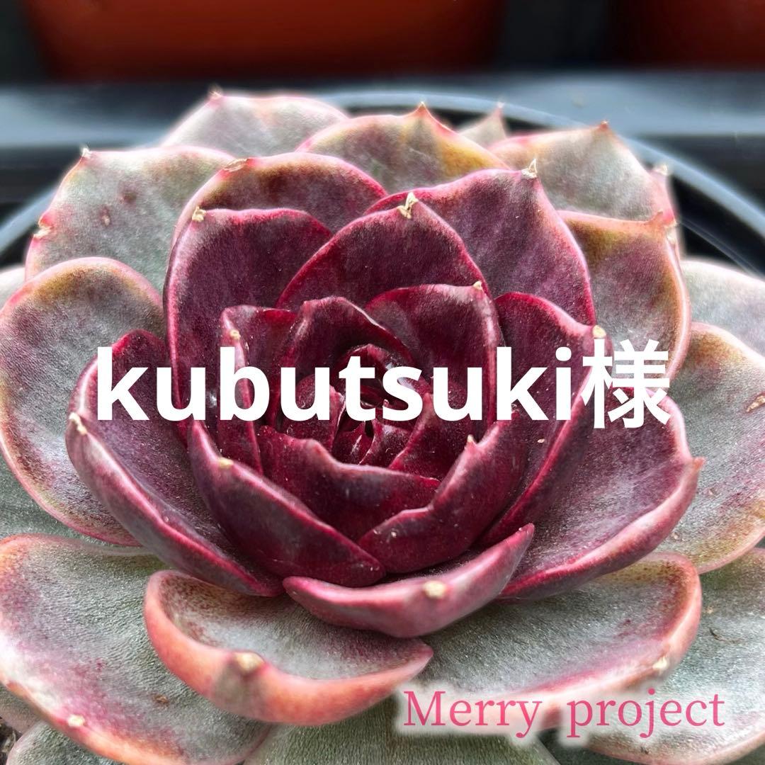 kubutsuki様