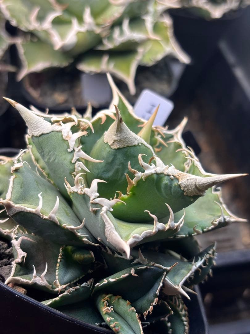 ivory w.a アイボリーivory wa ウィレム氏アガベチタノタ大白鯊