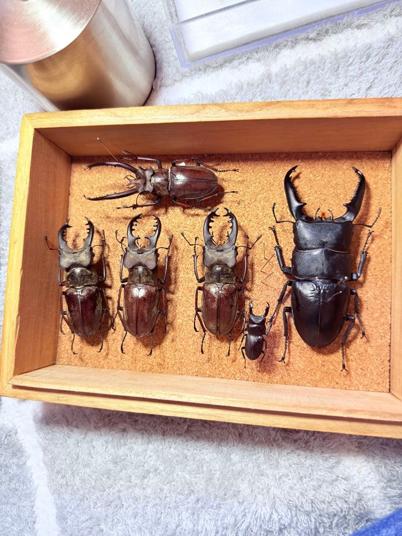 クワガタ余品セット