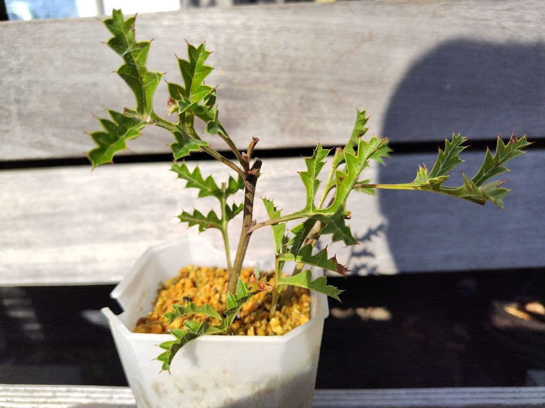 グレビレア グレープ（Grevillea bipinnatifida.）2本刺
