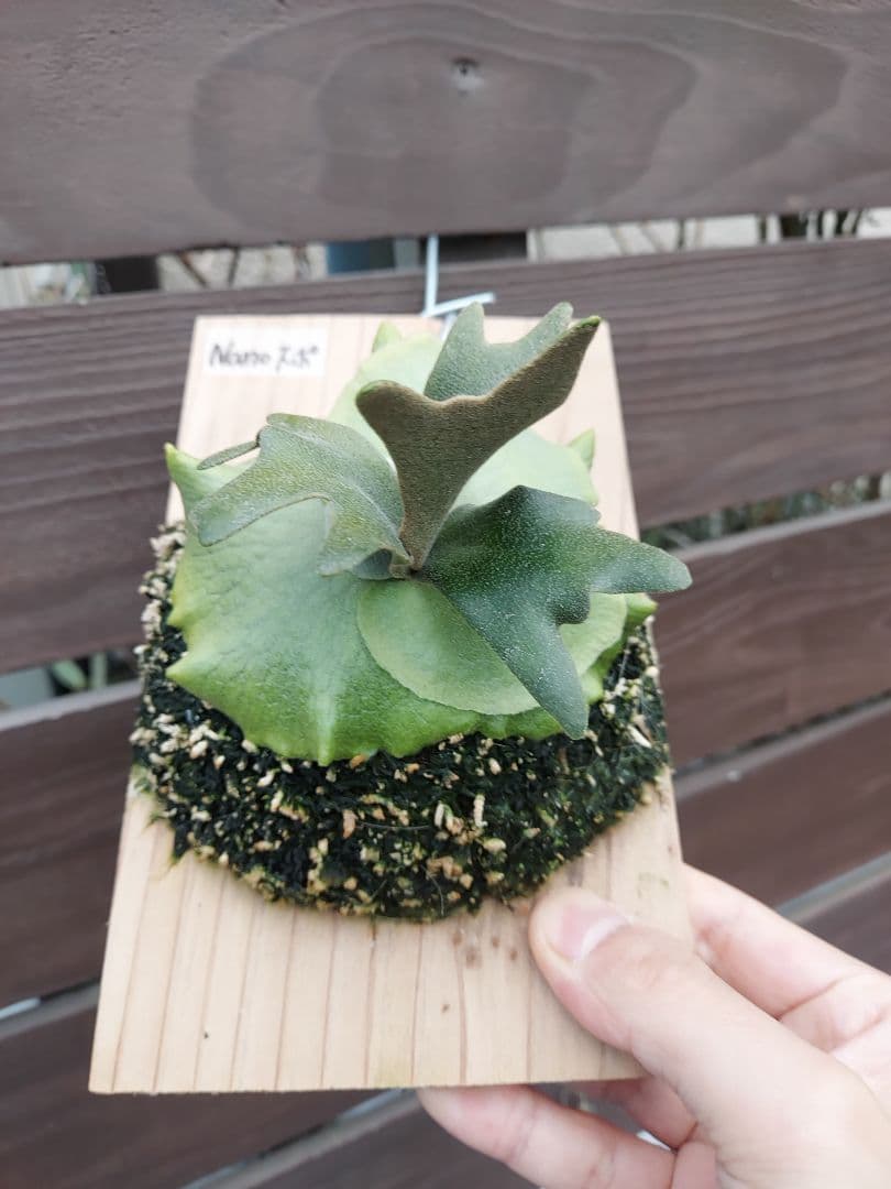 willinckii dwarf Nano　胞子培養　3　ビカクシダ