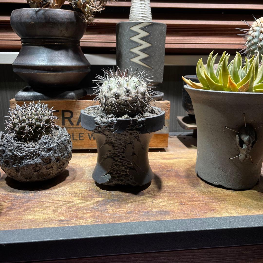 現地球　Copiapoa コピアポア　シネレア　鉢付き