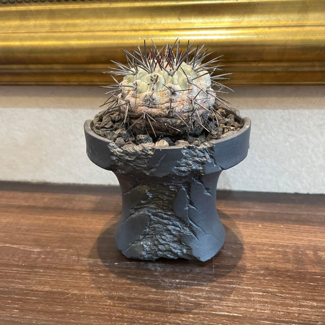 現地球　Copiapoa コピアポア　シネレア　鉢付き