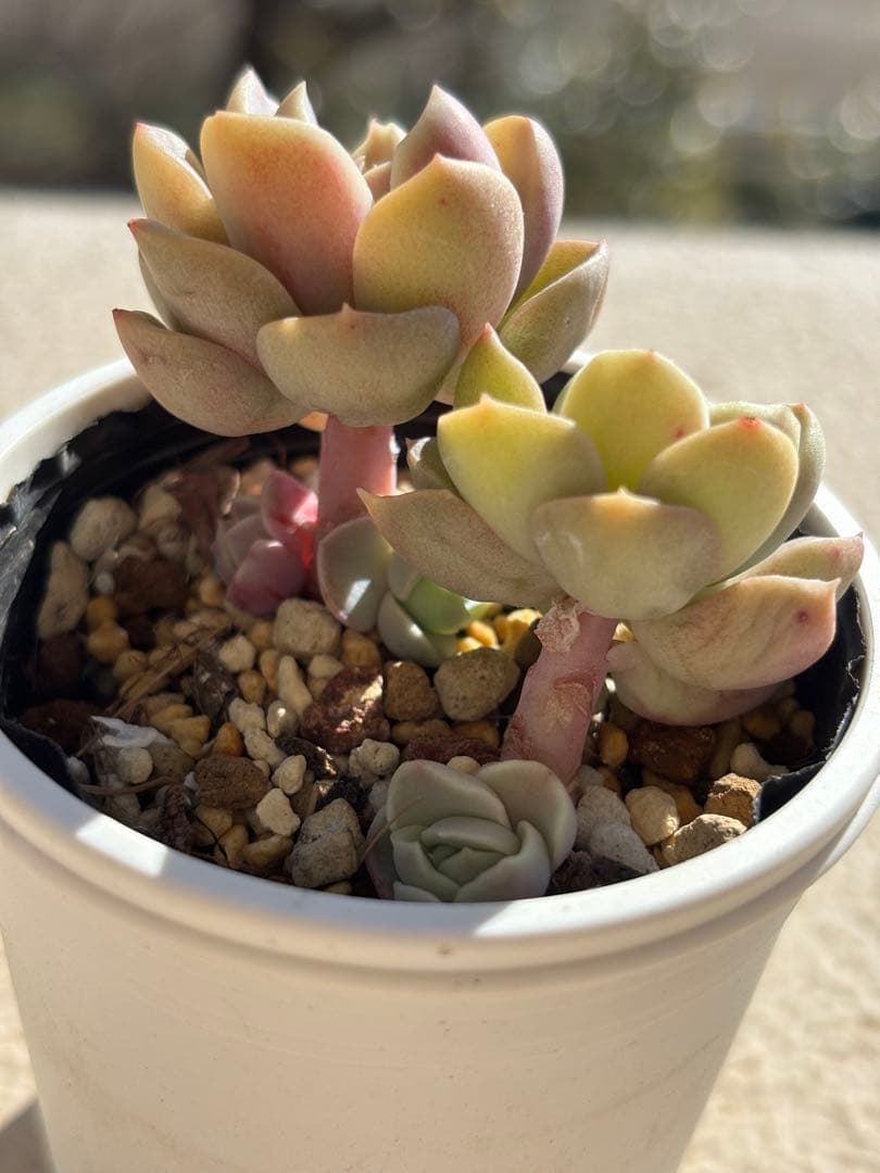 多肉　モルゲンロート④ ミックスベリア　おらいさん苗　検) 青札　ざわわ