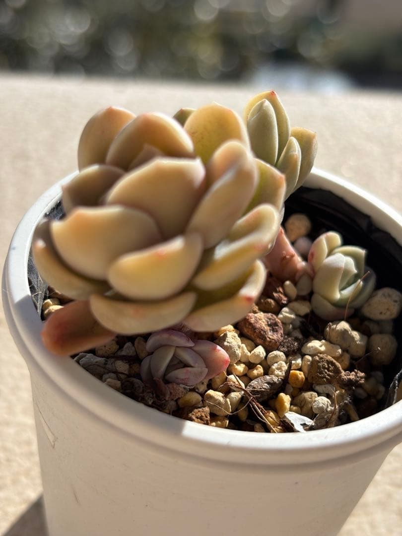 多肉　モルゲンロート④ ミックスベリア　おらいさん苗　検) 青札　ざわわ