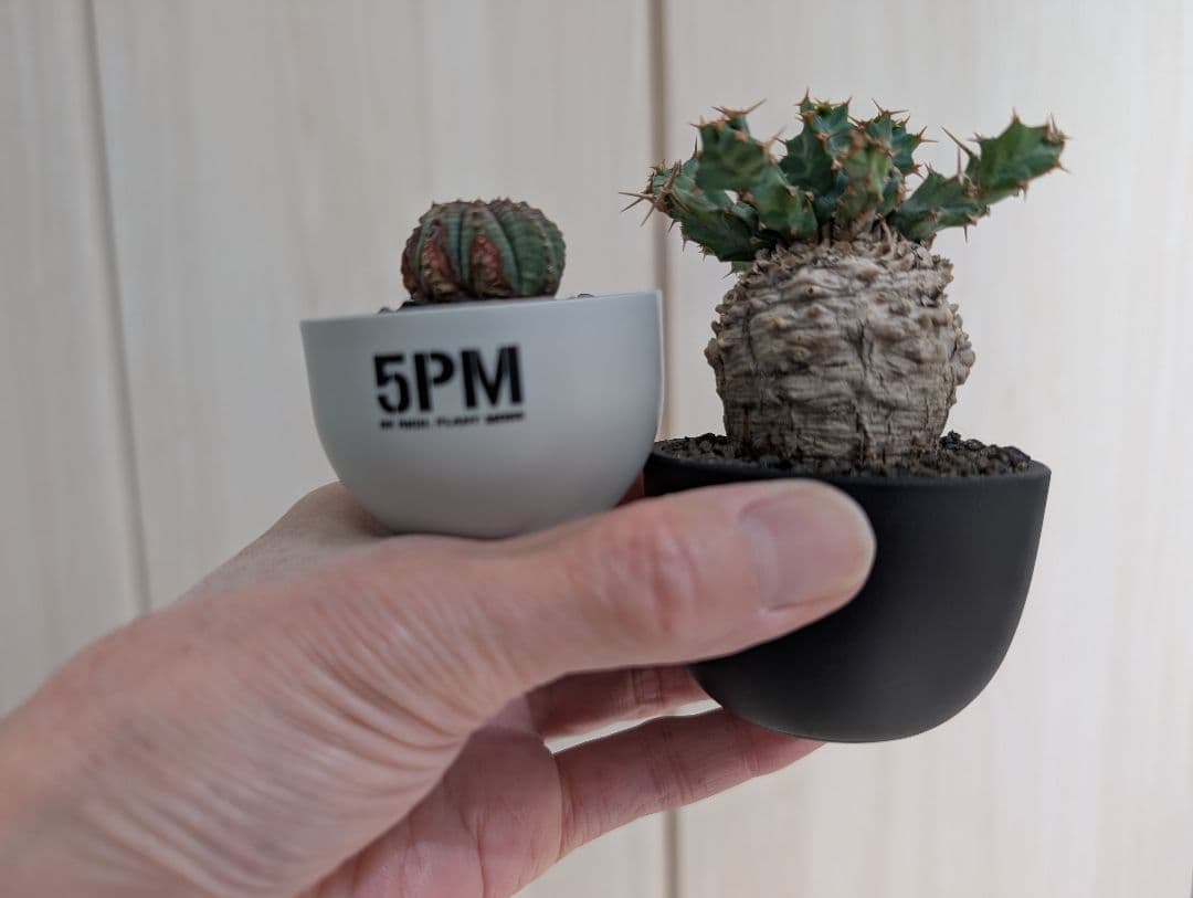 ユーフォルビア クラビゲラ 現地株 超ミニサイズ 手乗り 塊根植物