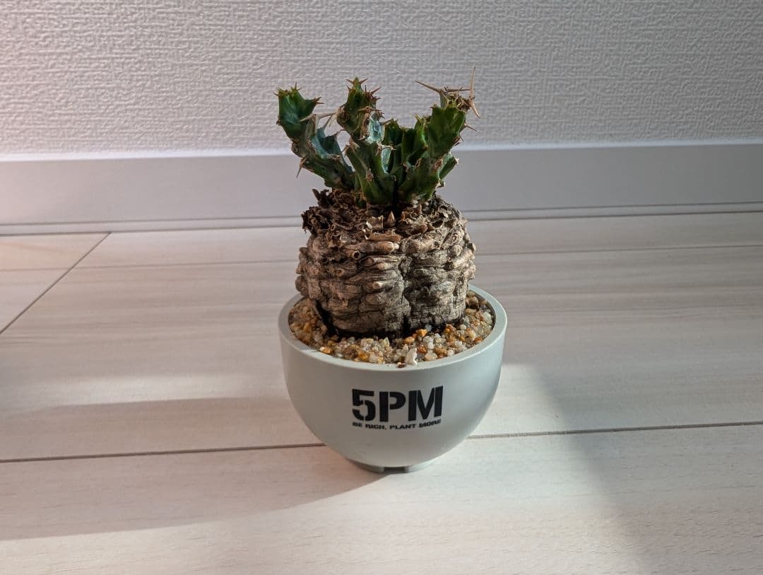 ユーフォルビア クラビゲラ 現地株 超ミニサイズ 手乗り 塊根植物