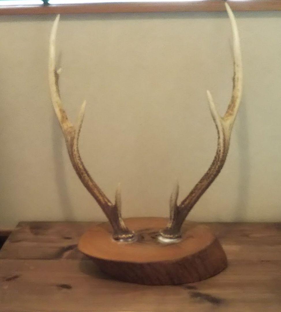 鹿の角 置物