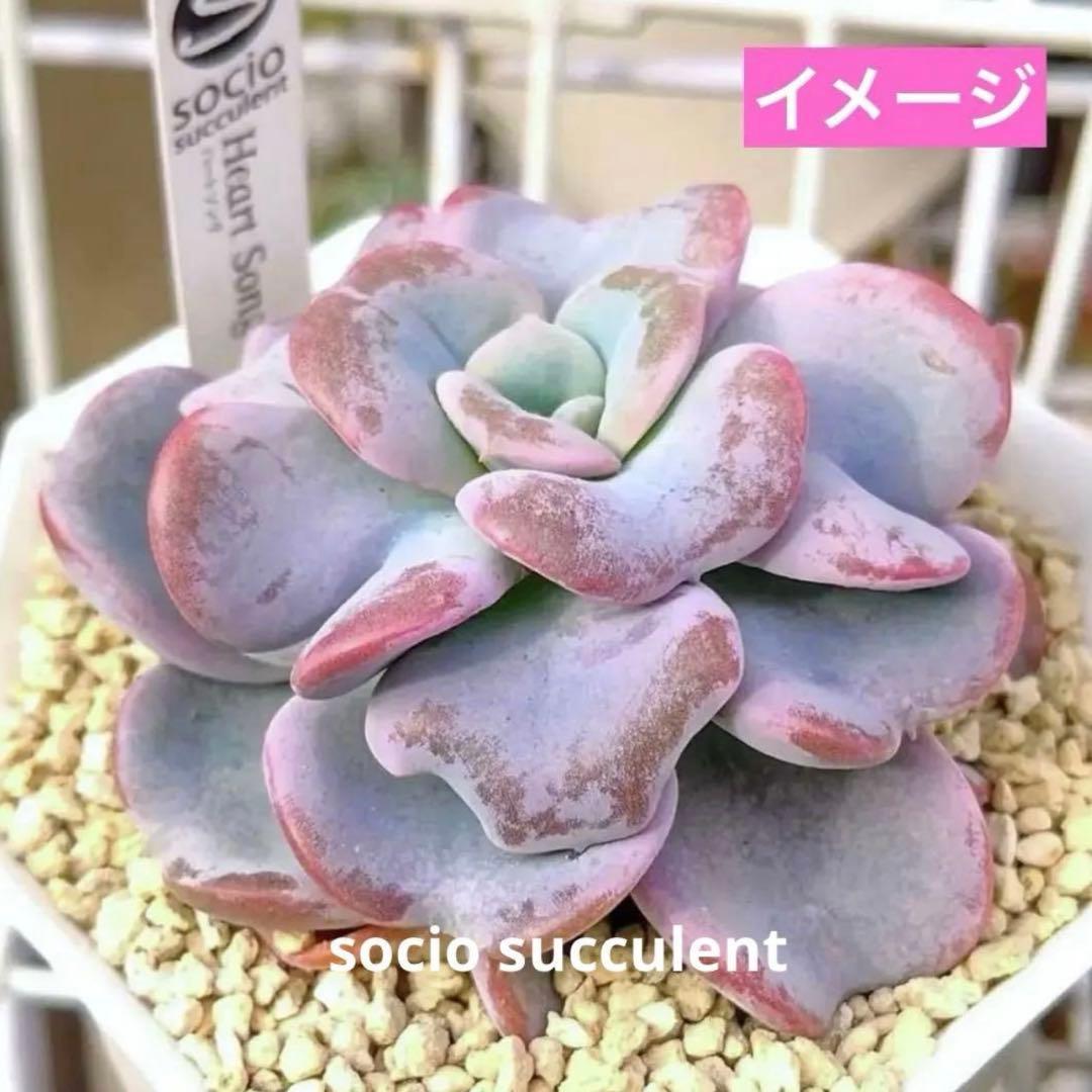 【サービス品@1780】ハートソング(1苗)