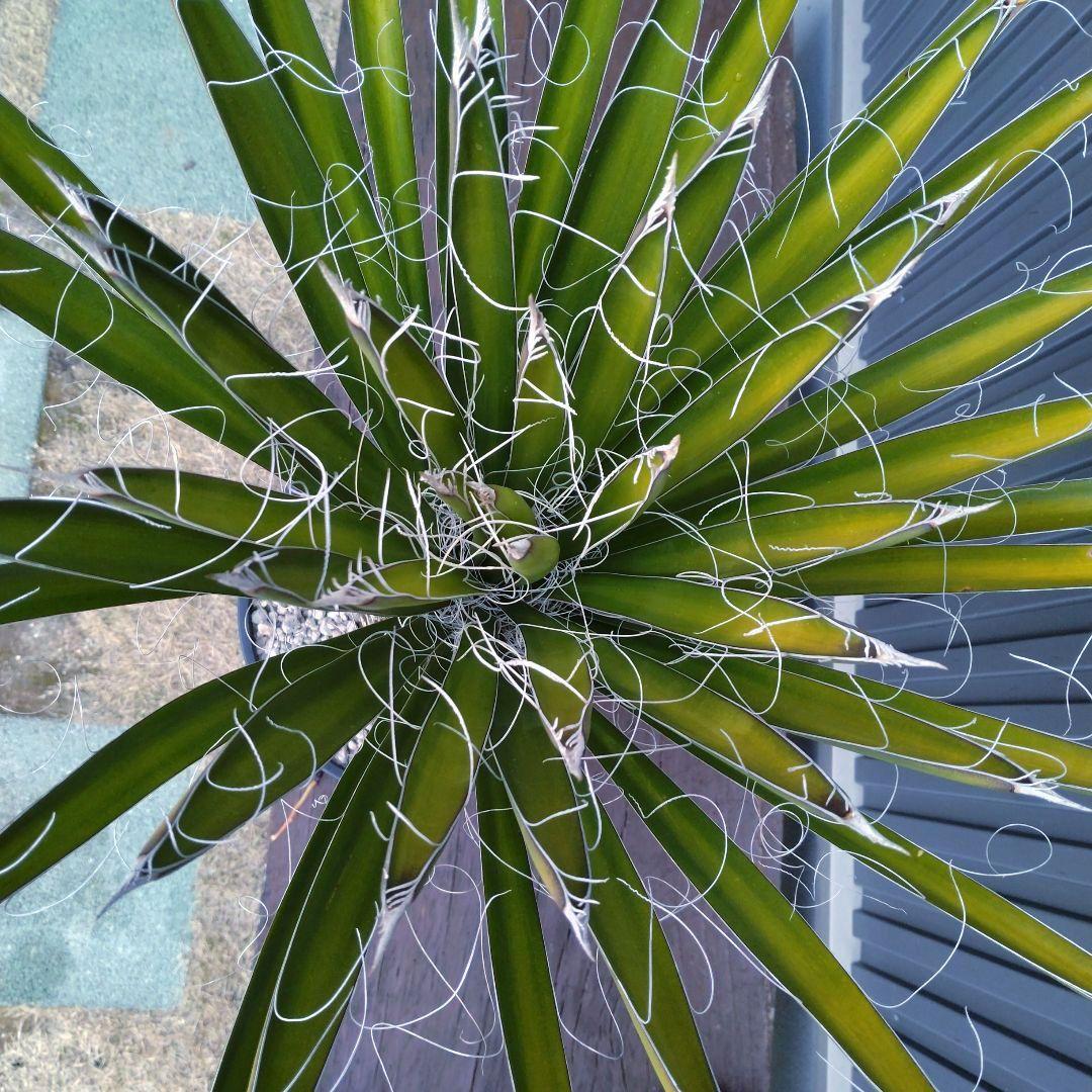 #1 ユッカフィリフェラ （Yucca Filifera） 発根済