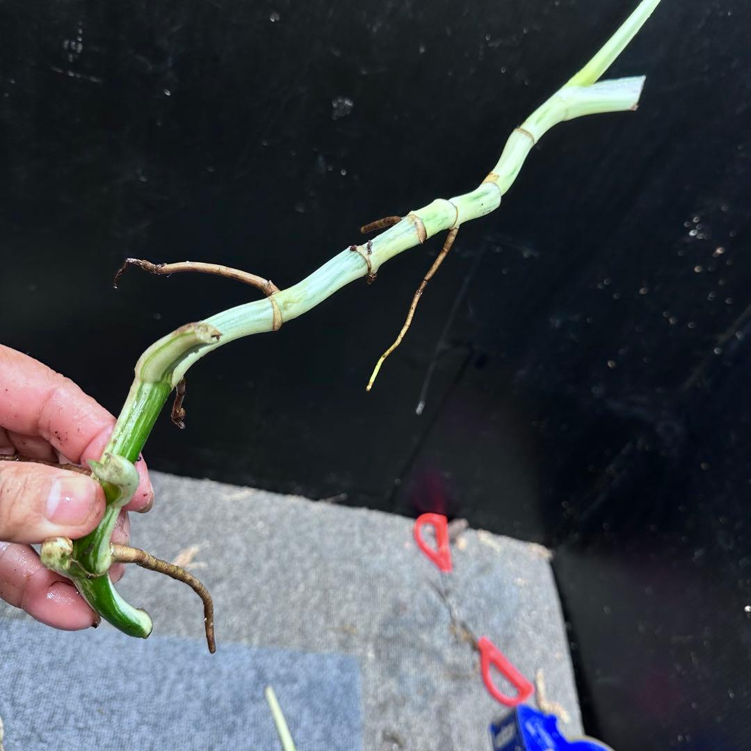 ❁⃘トム＆ジェリー❁⃘モンステラホワイトタイガー茎6本