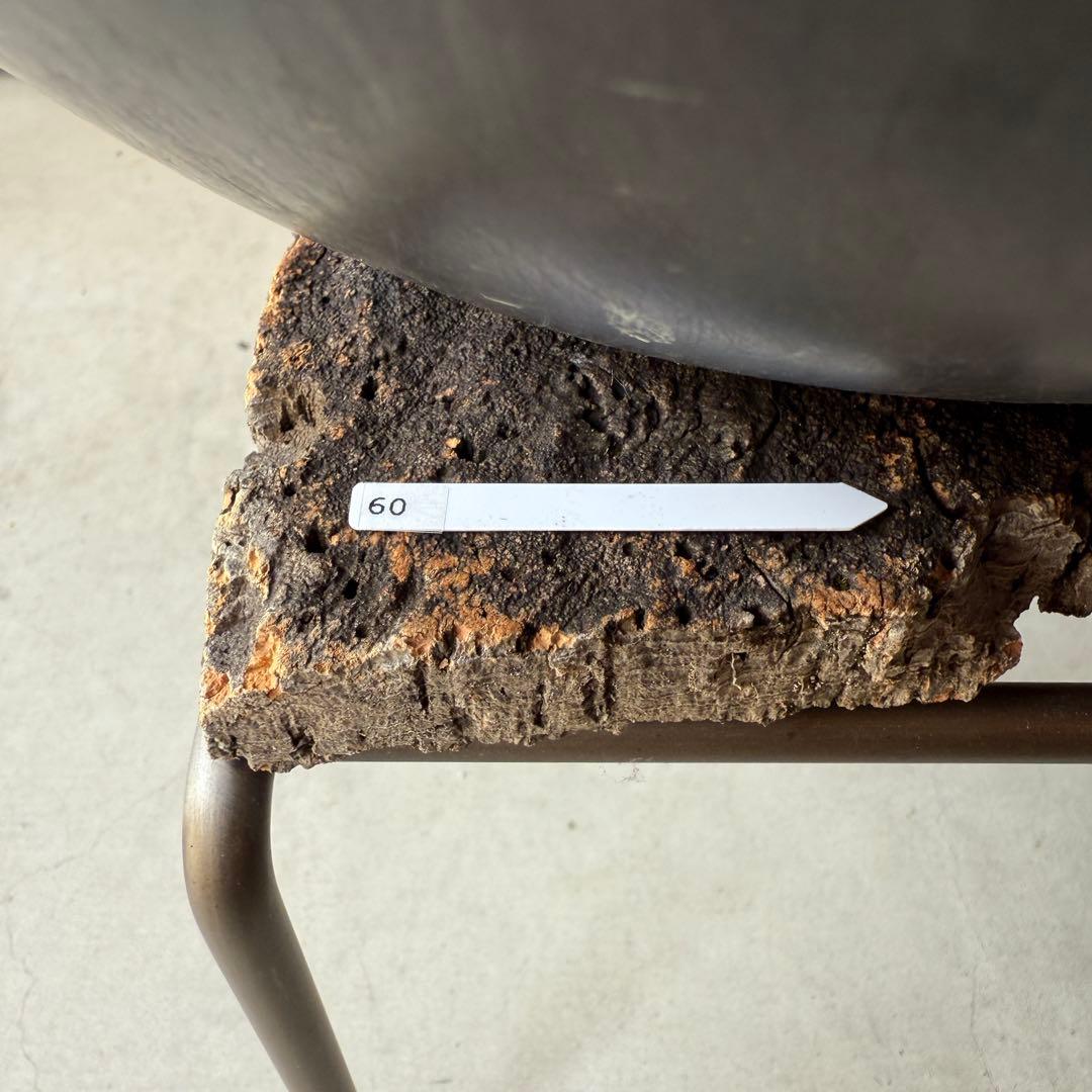 60【現地球・良形・発根済】パキポディウム・グラキリス