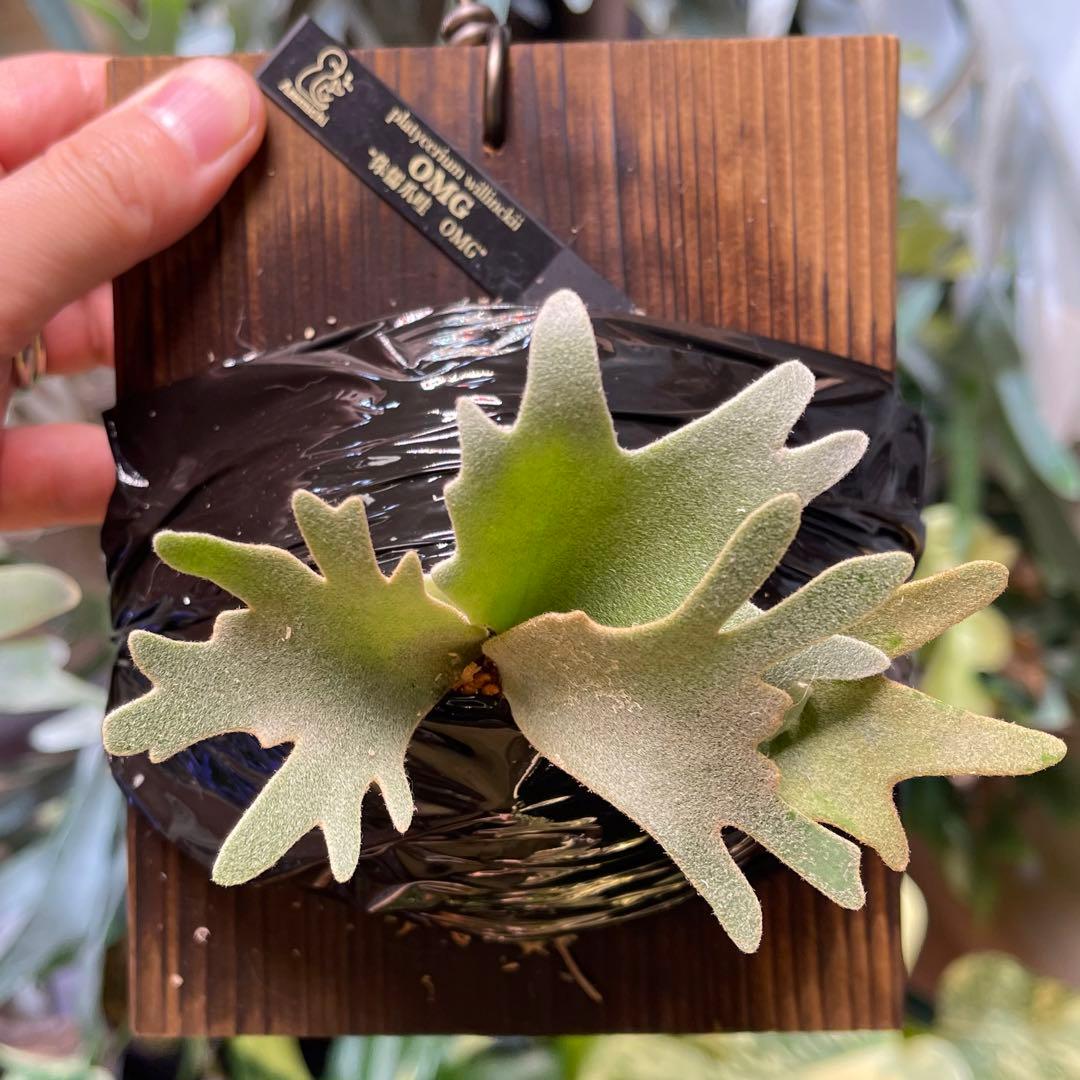 platycerium willinckii OMG オリジナル ビカクシダ