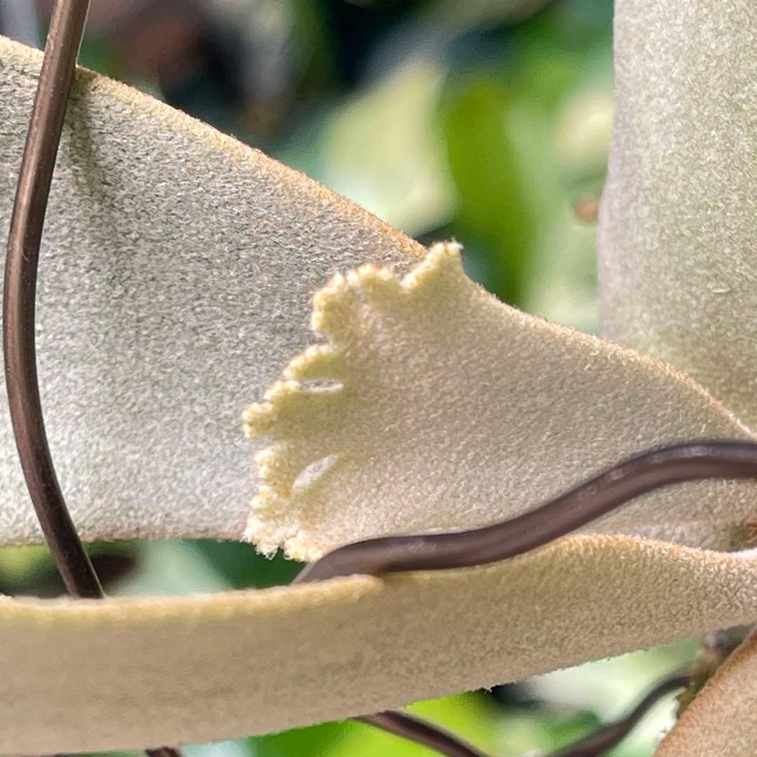 platycerium willinckii OMG オリジナル ビカクシダ