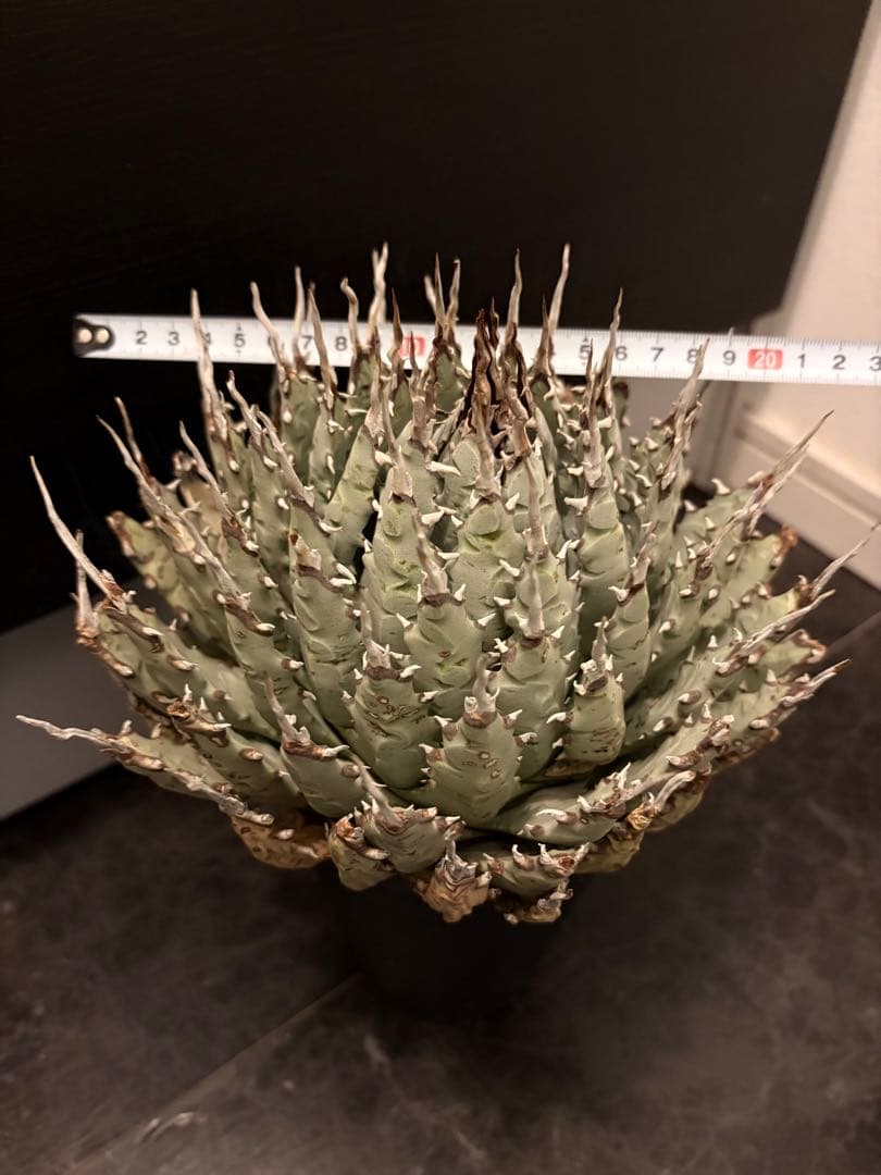 jone ページ耐寒性アガベ エボリスピナ陽炎◇短葉大株ドライガーデン