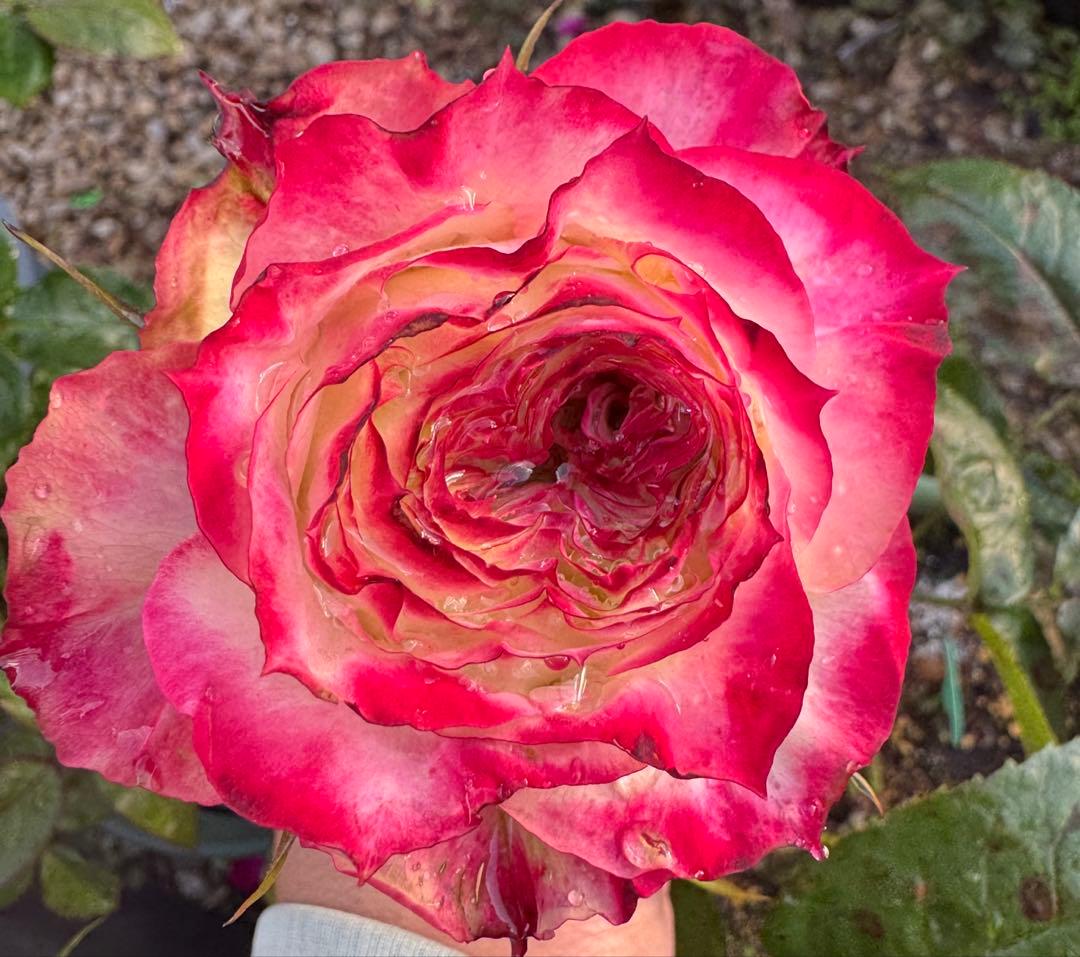 予約専用ページ