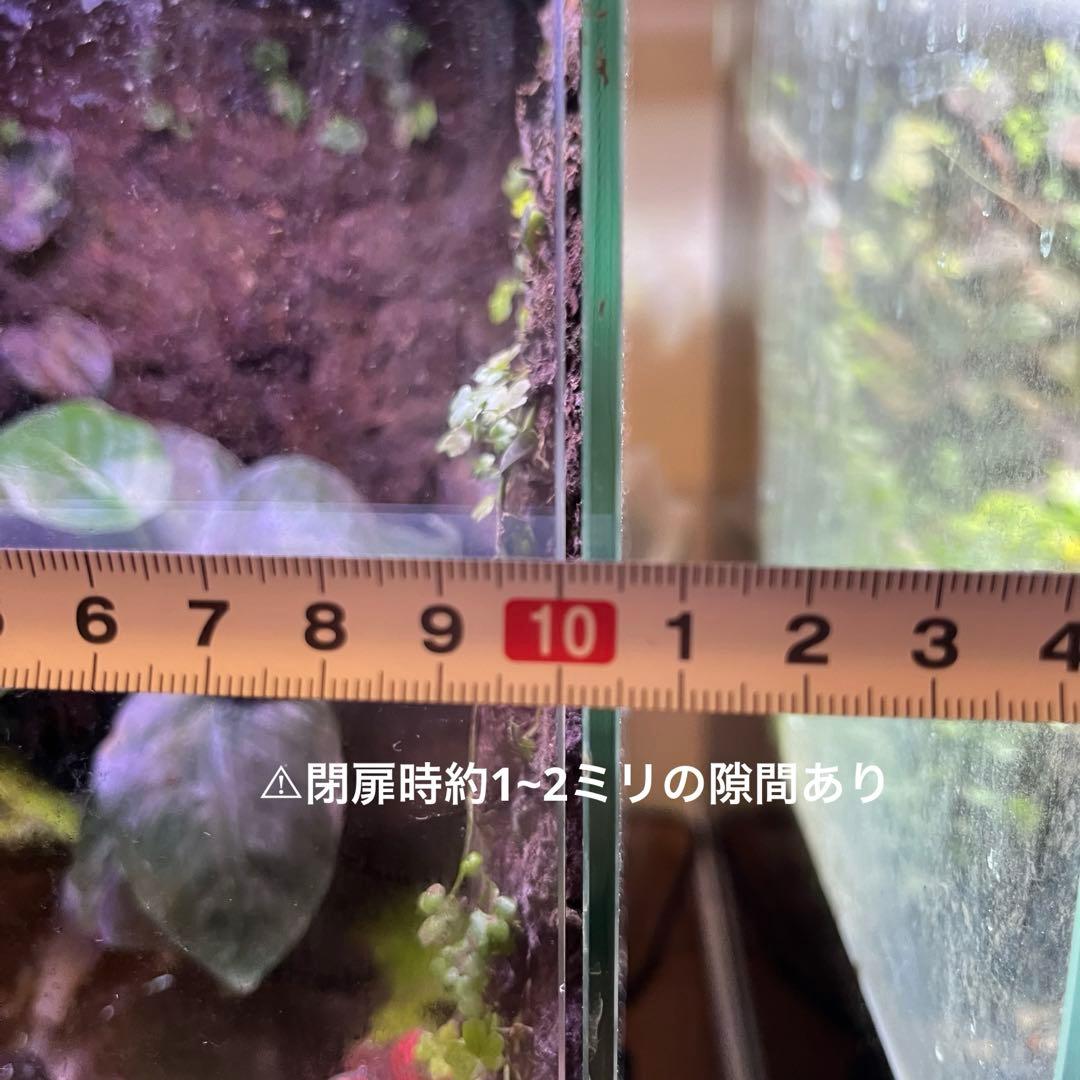 【最終値下げ】レイアウト水槽 イモリウム カエルリウム