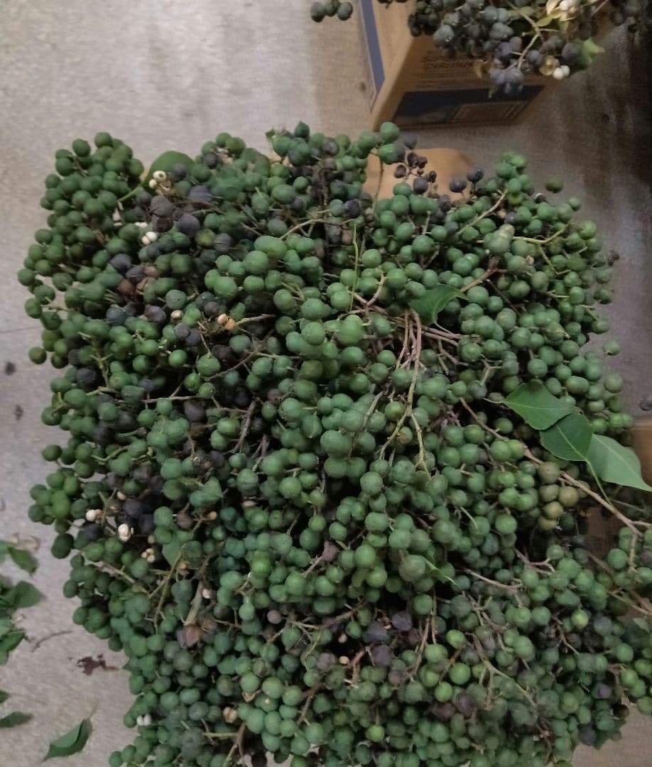 ナンキンハゼ。今年早採り。25本。ナンキンハゼの実。ドライフラワー。スワッグ。