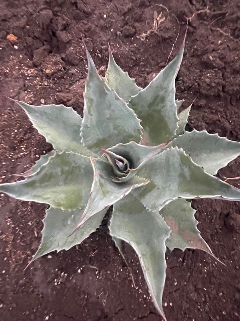 アガベ　オバティフォリア　選抜株