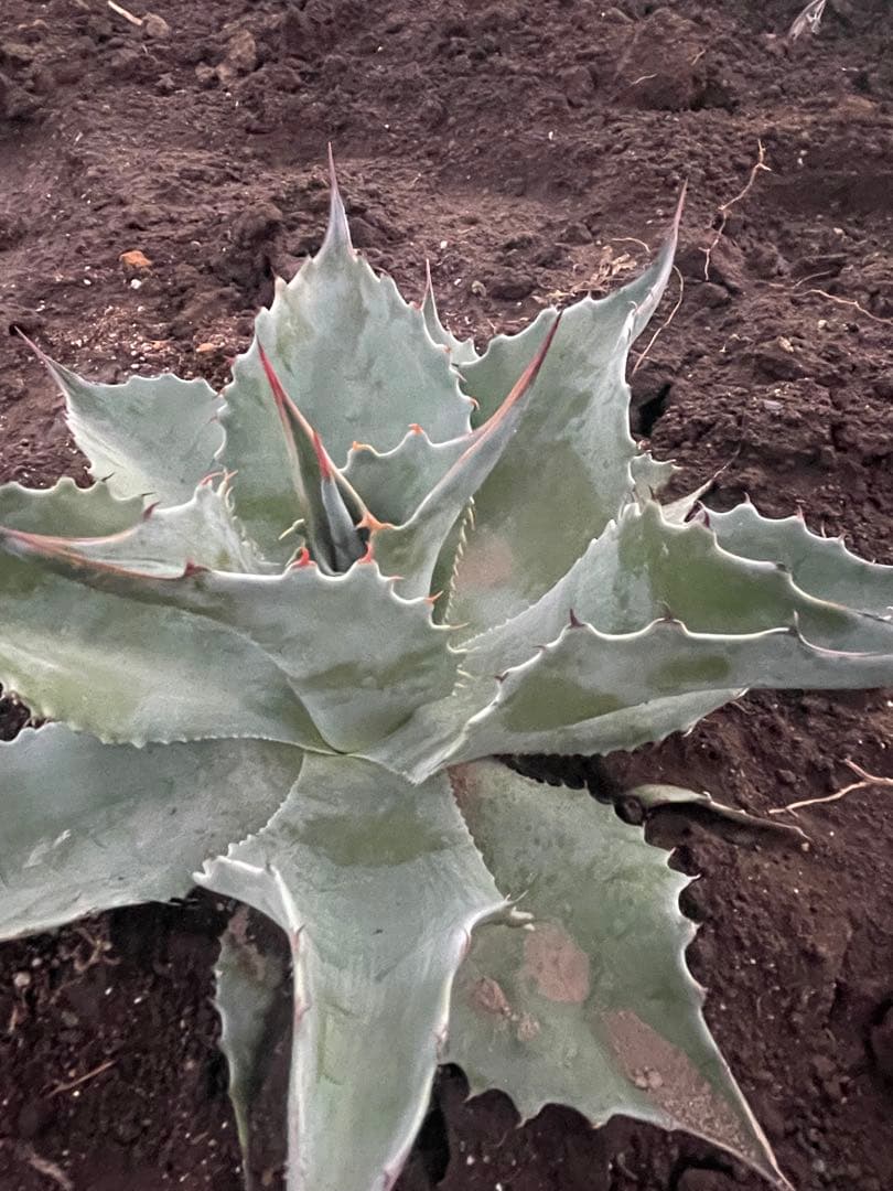 アガベ　オバティフォリア　選抜株