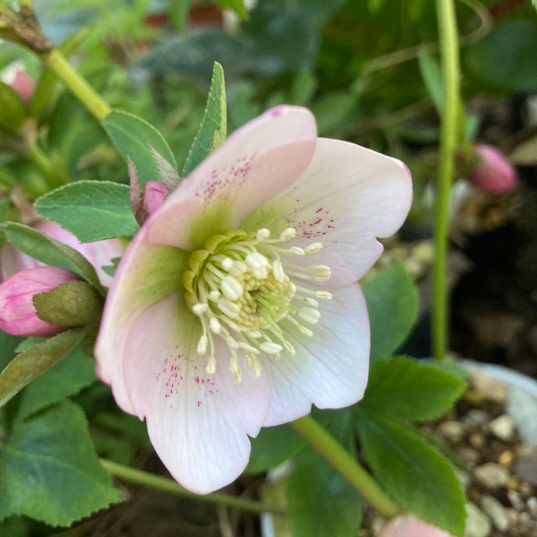 クリスマスローズ　小輪多花ピンク　株分け前提