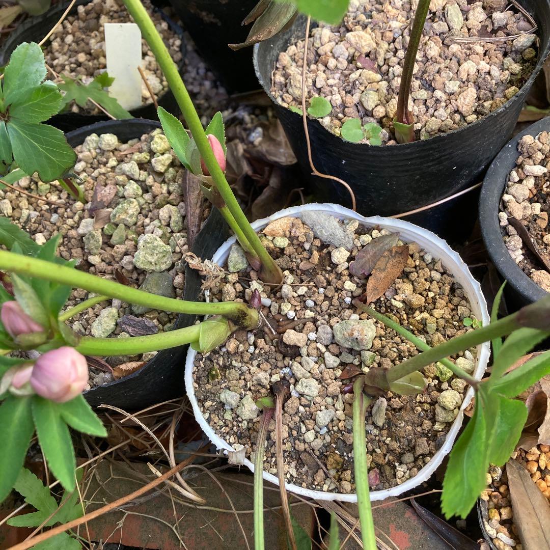 クリスマスローズ　小輪多花ピンク　株分け前提