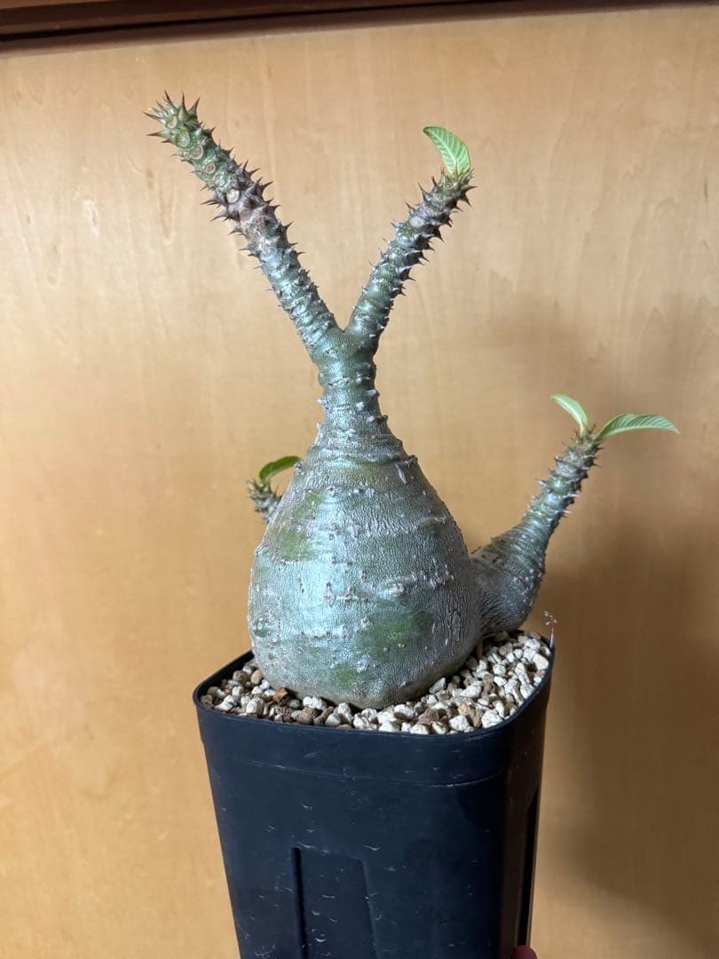 実生大株　パキポディウムウィンゾリー