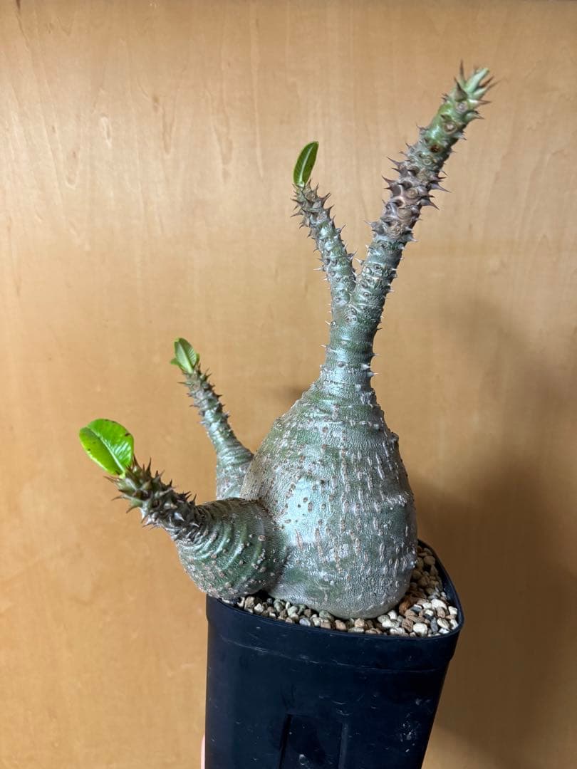 実生大株　パキポディウムウィンゾリー