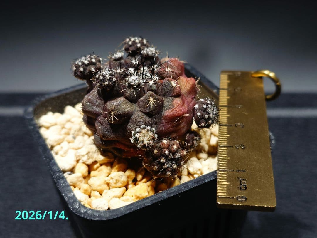 コピアポア // デュラ // ハイブリッド / 斑入り（20250803-8）