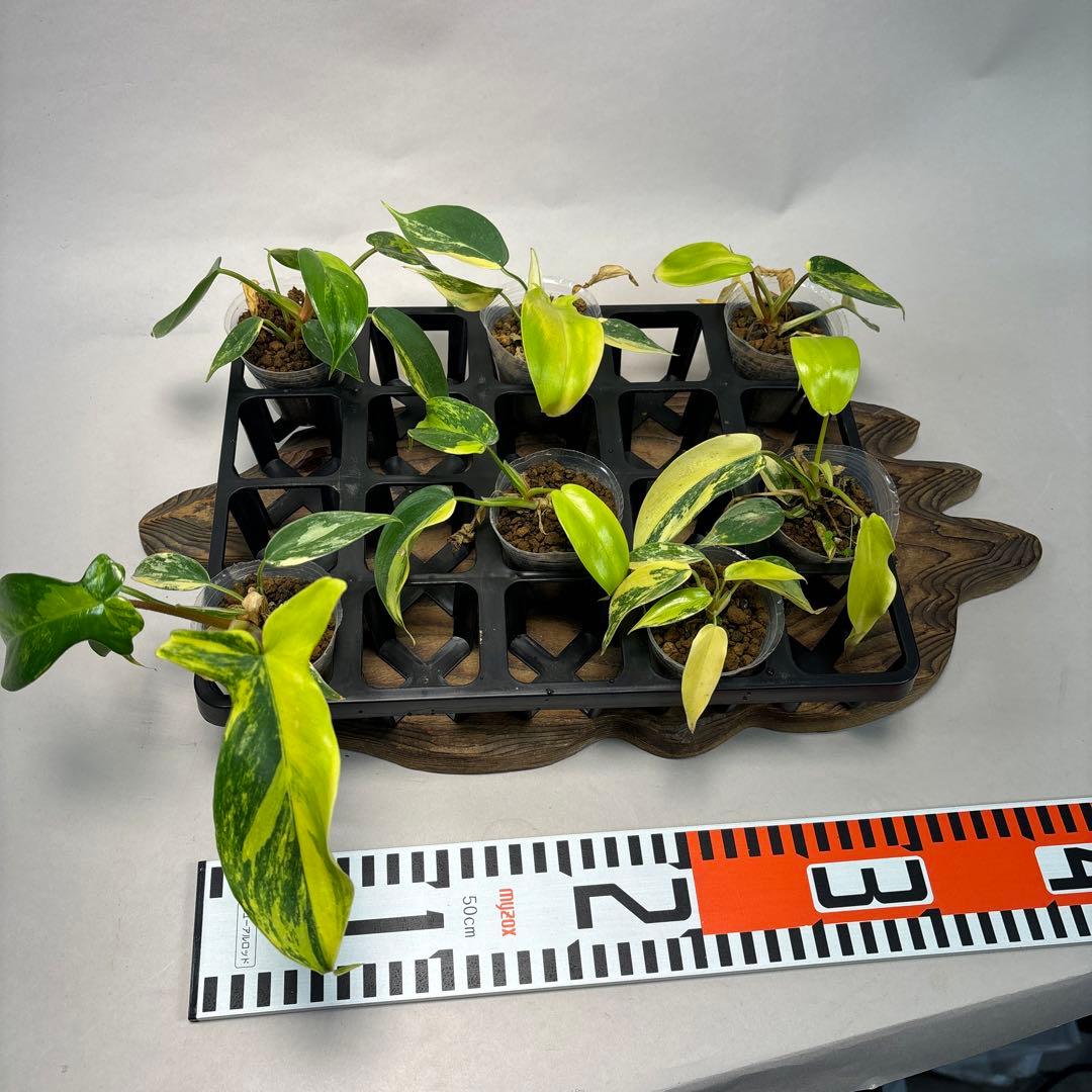 塊*房様 7株セットms145 フィロデンドロン・フロリダビューティー・バリエガ