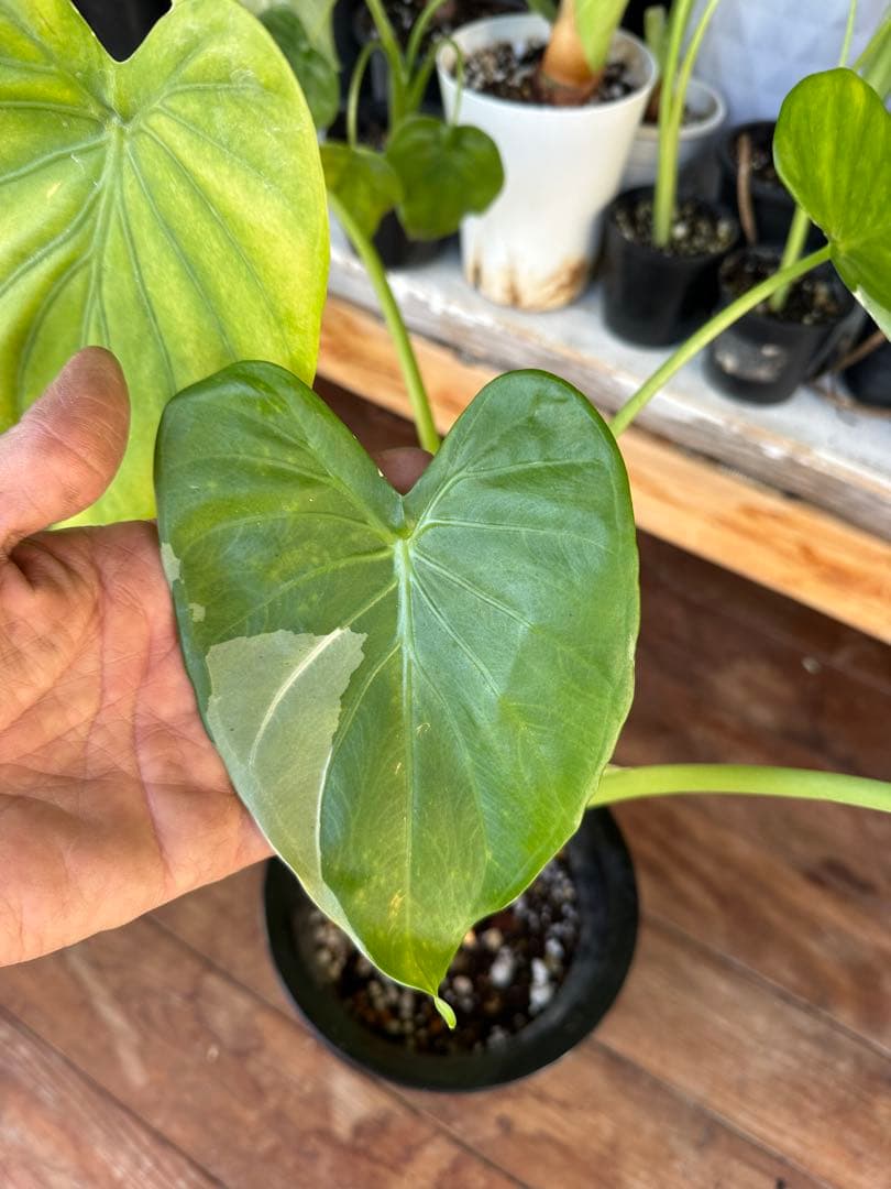 モンステラ・ポトス Alocasia cucullata white variegated