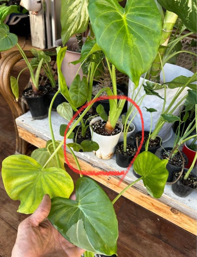 モンステラ・ポトス Alocasia cucullata white variegated