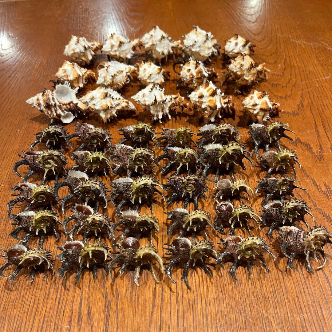 美品　ミサカエカタベ　30点　インド産　ノシメガンセキ　15点　計45点セット