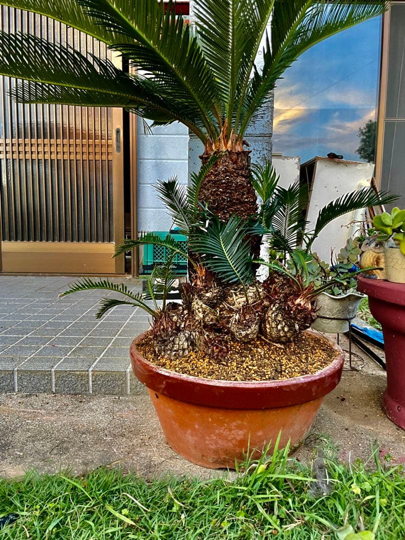 ◎蘇鉄 ソテツ