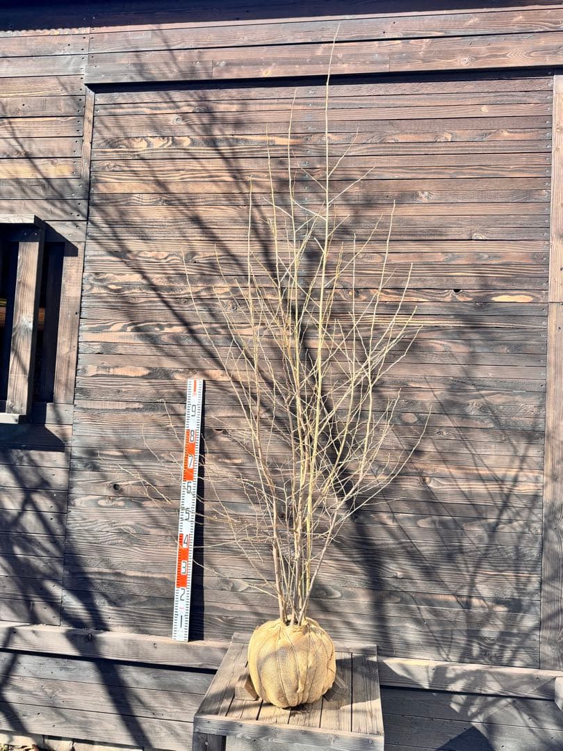 エゴノキ/大株立ち【現品発送】管理80008