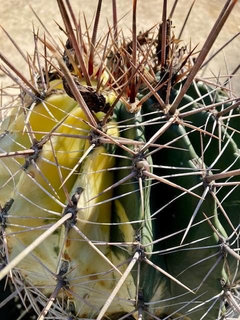 サボテン【巨鷲玉錦・斑入り】自社交配/実生/蔵出し１個限定/現品/ドライガーデン