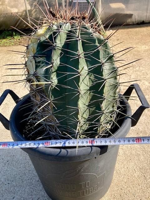 サボテン【巨鷲玉錦・斑入り】自社交配/実生/蔵出し１個限定/現品/ドライガーデン