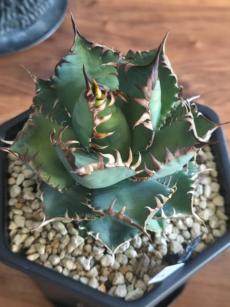 【某有名店実生】アガベ オテロイ 発根済み 美株 16cm鉢 鉢ごと発送