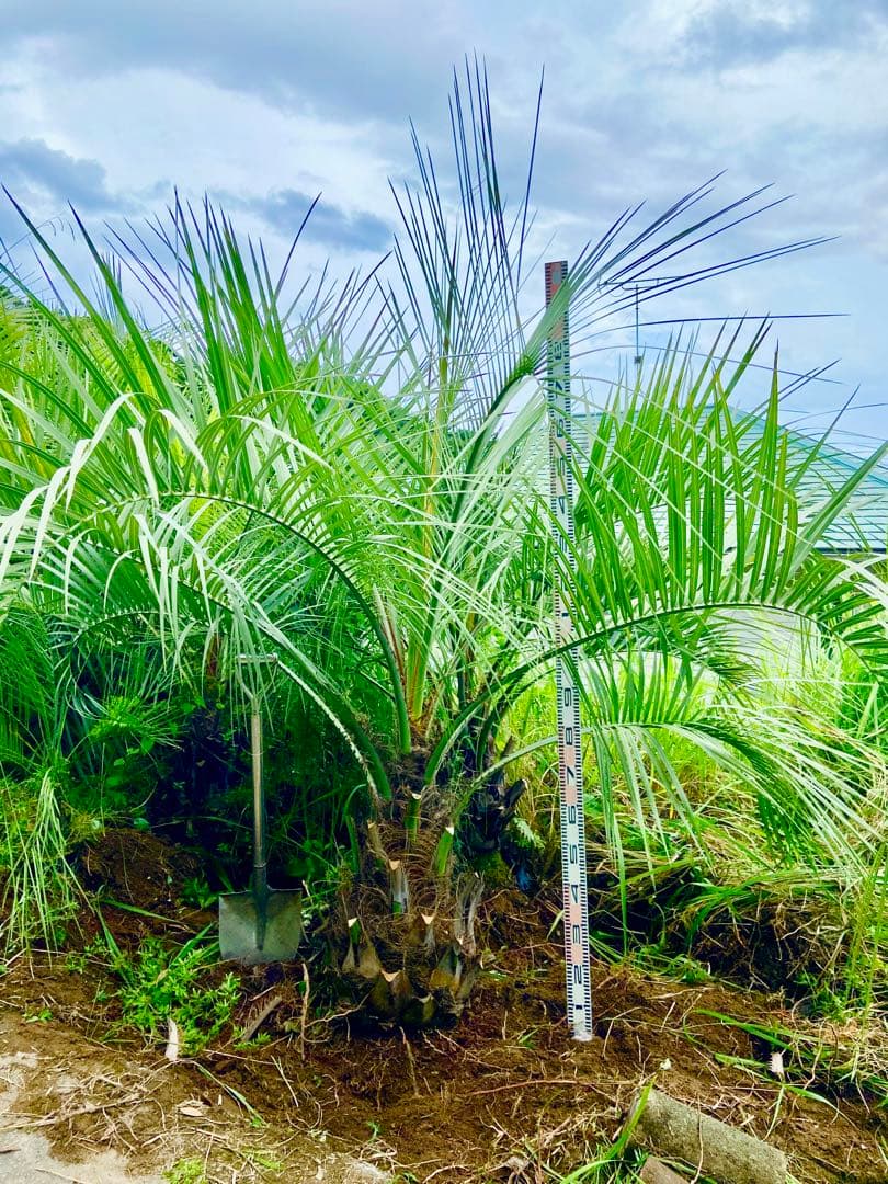 タイムサービス値引中❗️ココスヤシ特大　耐寒性　耐陰性　耐暑性