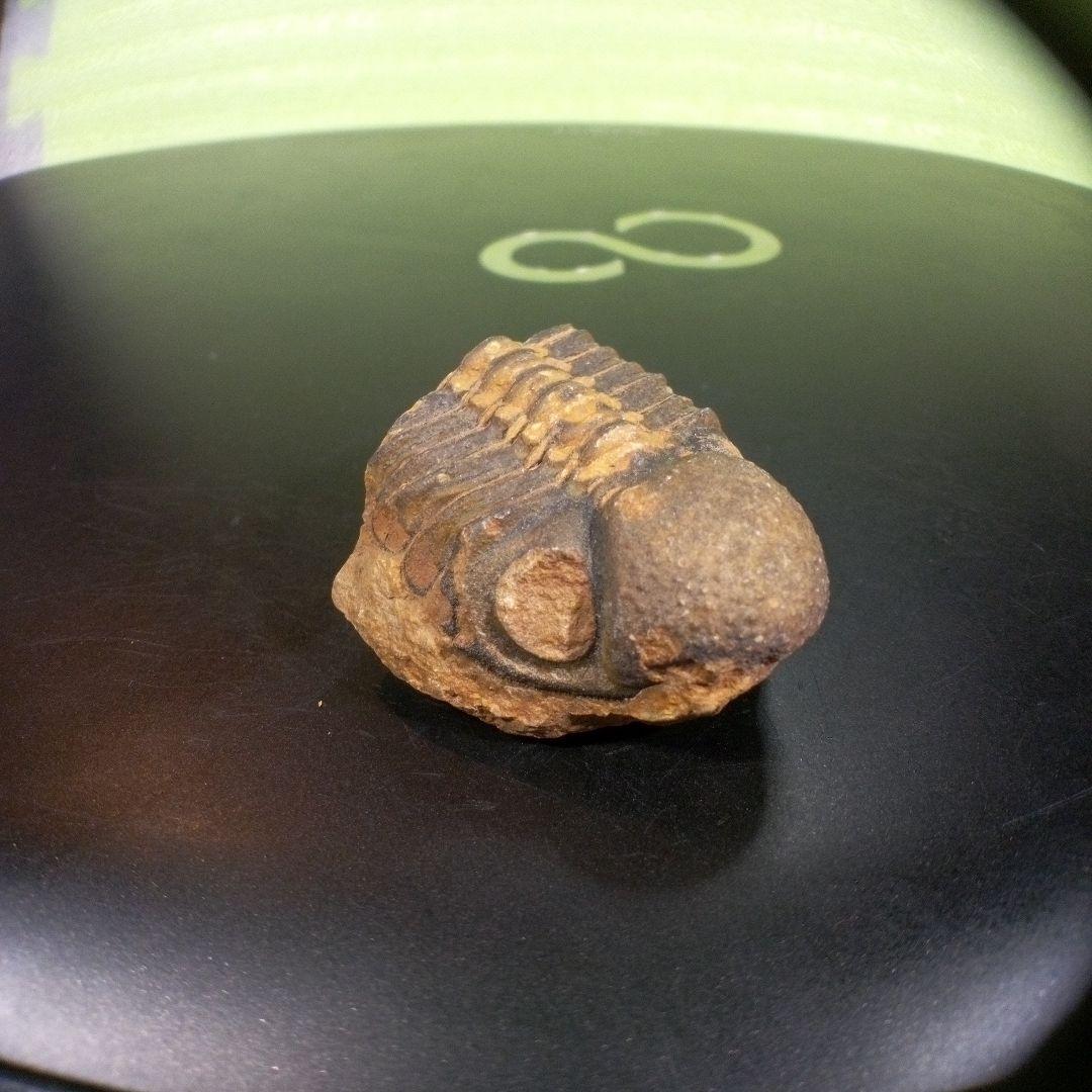 三葉虫　化石　fossil　ボリビア産　トライロバイト　三葉虫個体⑨