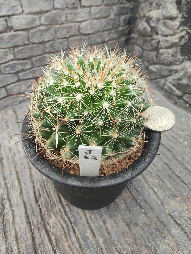 サボテン　激レア　マミラリア属　ヘイディアエ　輸入種子　実生