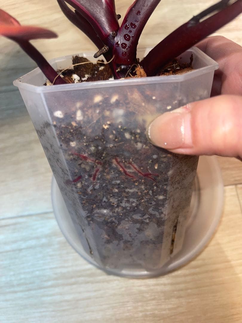 希少‼️濃赤美株‼️フィロデンドロンパーシモンプリンセス