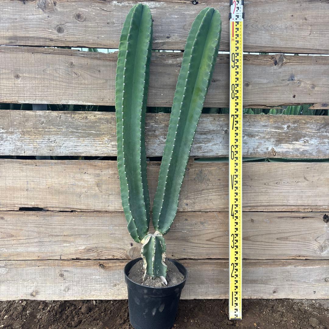 越冬済まとめ買いOK 柱サボテン　鬼面角　発根　サボテンブランチ　ロストラータ