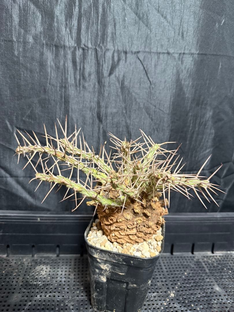 ユーフォルビア　アクチノクラダ