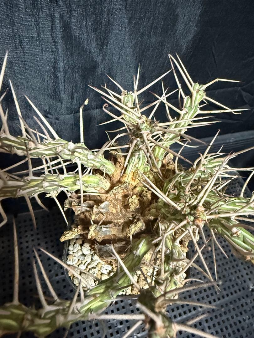 ユーフォルビア　アクチノクラダ