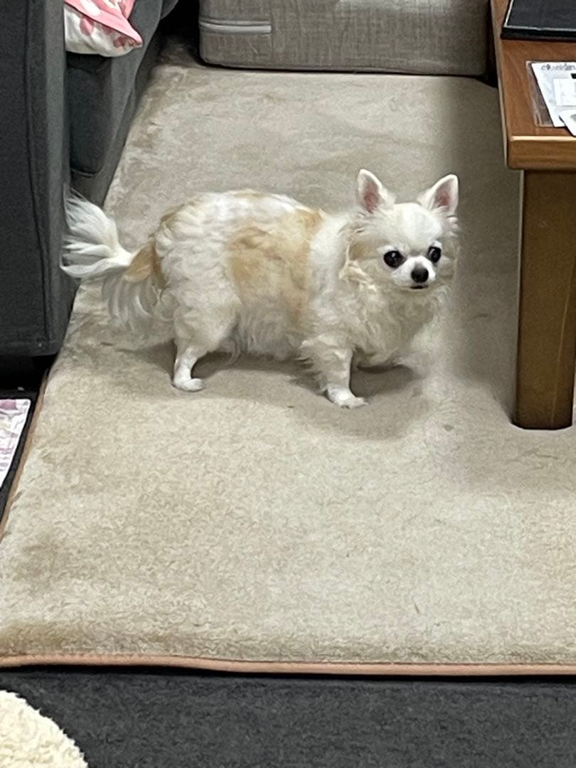 画像確認用　背中、全身伏せポーズ