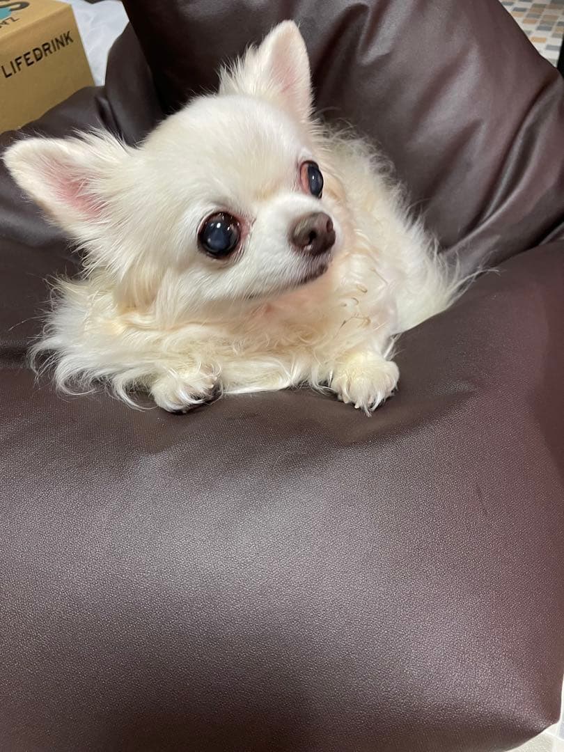 画像確認用　背中、全身伏せポーズ